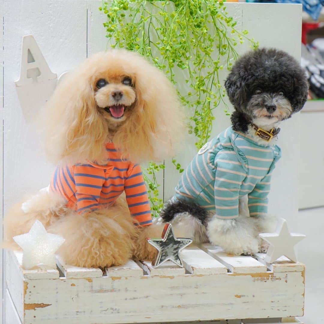 Toypoodle Mikuru?Asakusa Tokyoのインスタグラム：「20200827 Thursday. 【Mikuru information🌟】 ❤️2 Buy 10%OFF❤️ . 8/25-31 7日間限定‼️ 2点以上お買い上げで10%OFFになっちゃいます。 送料も無料ですよー💕 . 詳細は @asknowasdewan_marronniergate をご覧ください🙏🏻 . . . asマロニエ銀座店アンバサダー にこちゃん @cococuunico にお会いできました🥰 初ツーショットです⭐️ . 2人が着用しているのは 🌟N LOVE deロンT 🌟オレンジ、ブルーの二色展開 袖ぐりのフリルがかわいいですよ😍 . にこちゃん半年間よろしくお願いします〜💕 . #asknowasdewan #asknowasdewanマロニエゲート #asknowasdewan公式アンバサダー #第17期ppモデル」