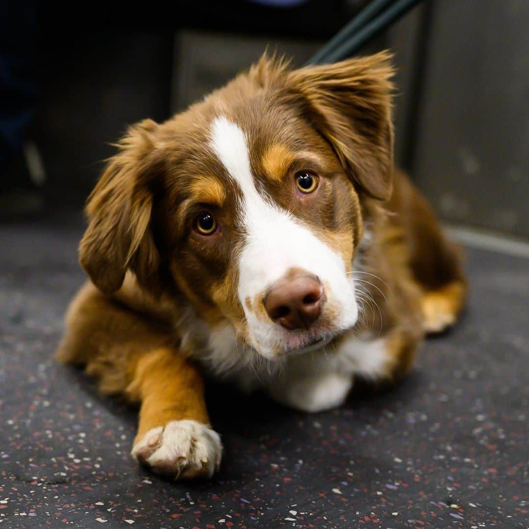 The Dogistさんのインスタグラム写真 - (The DogistInstagram)「Ollie, Australian Shepherd (5 m/o), L Train, New York, NY • “He loves the beach and he loves sand. It’s like catnip for him.” @ollie.says - Photographed 3/9/20」8月27日 12時41分 - thedogist