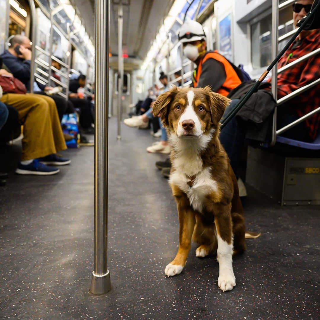 The Dogistさんのインスタグラム写真 - (The DogistInstagram)「Ollie, Australian Shepherd (5 m/o), L Train, New York, NY • “He loves the beach and he loves sand. It’s like catnip for him.” @ollie.says - Photographed 3/9/20」8月27日 12時41分 - thedogist