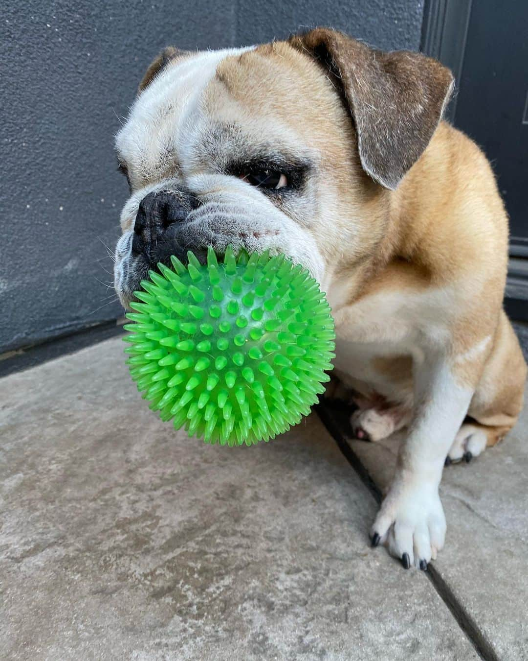 ティナ・マジョリーノのインスタグラム：「Happy #nationaldogday to my main squeeze, Stan. I love you more than anything, sweet boy. (Even when you crop-dust me) It is my honor and privilege to be yours.❤️ #StanTheMan #EveryDayIsDogDay #BullyBoy #StandeLion #Stanimal」