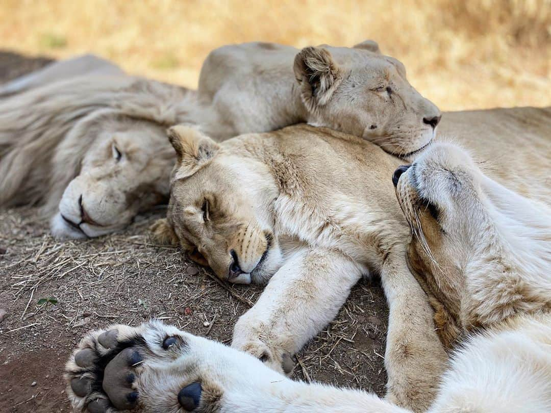 Kevin Richardson LionWhisperer さんのインスタグラム写真 - (Kevin Richardson LionWhisperer Instagram)「The end of the week is lurking on the horizon. It has been a busy week and it almost feels as though life is getting back to ‘normal’ whatever that is. It’s good to be busy, but not too busy! It’s a balancing act and sometimes when things seem to be getting too hectic, I need to take a leaf out of the lions’ book and just take a deep breath and relax! Which lion can you relate to in this picture? I know which one best represents my energy levels this week! 😁👇🏽」8月27日 13時06分 - lionwhisperersa