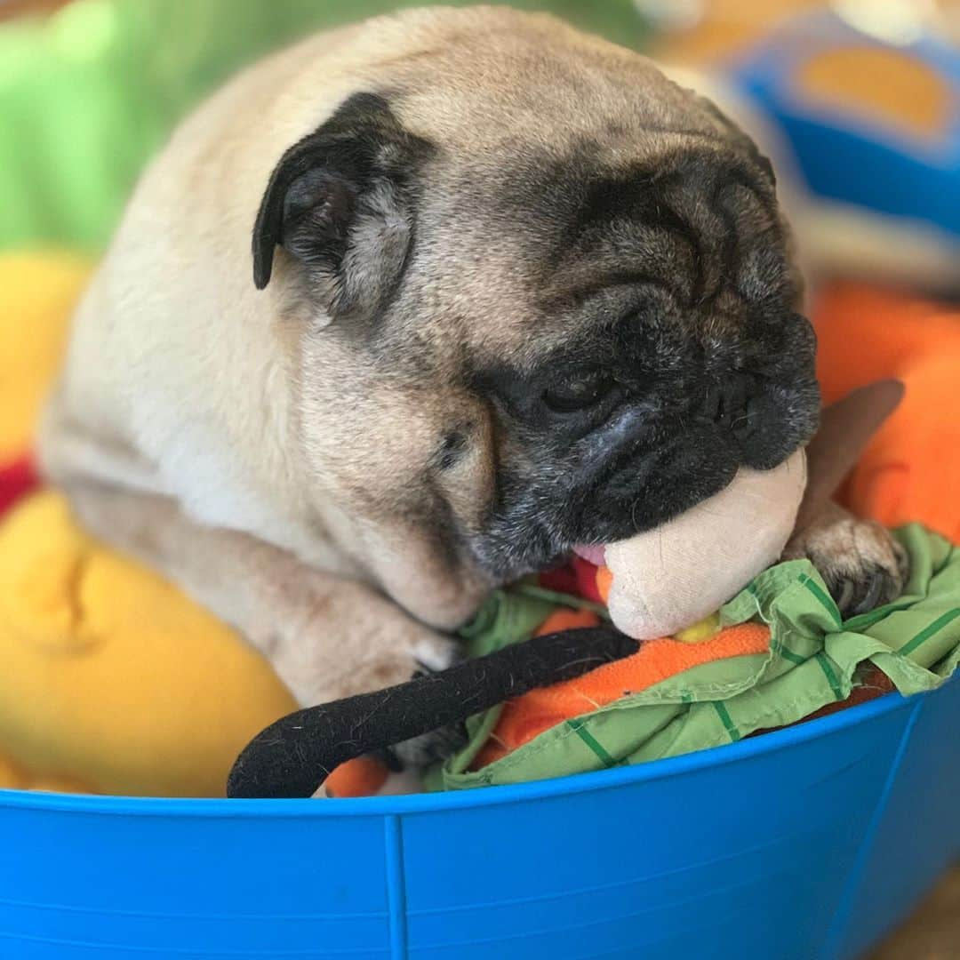 gontaさんのインスタグラム写真 - (gontaInstagram)「It's hot on Thursday afternoon  it's spicy.  I just sleep.😅#keelyafternoontea #speakpug #smiliingpugs #pugjapan #love #pug #pugsofinstagram #zerozeropug #pugshit #worldofpug」8月27日 14時09分 - gehhah