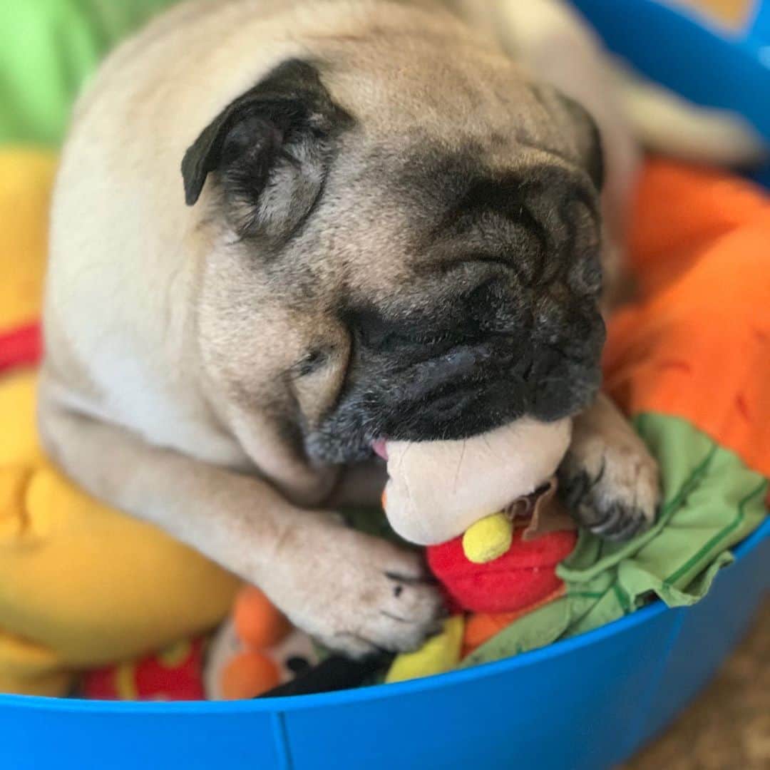 gontaのインスタグラム：「It's hot on Thursday afternoon  it's spicy.  I just sleep.😅#keelyafternoontea #speakpug #smiliingpugs #pugjapan #love #pug #pugsofinstagram #zerozeropug #pugshit #worldofpug」