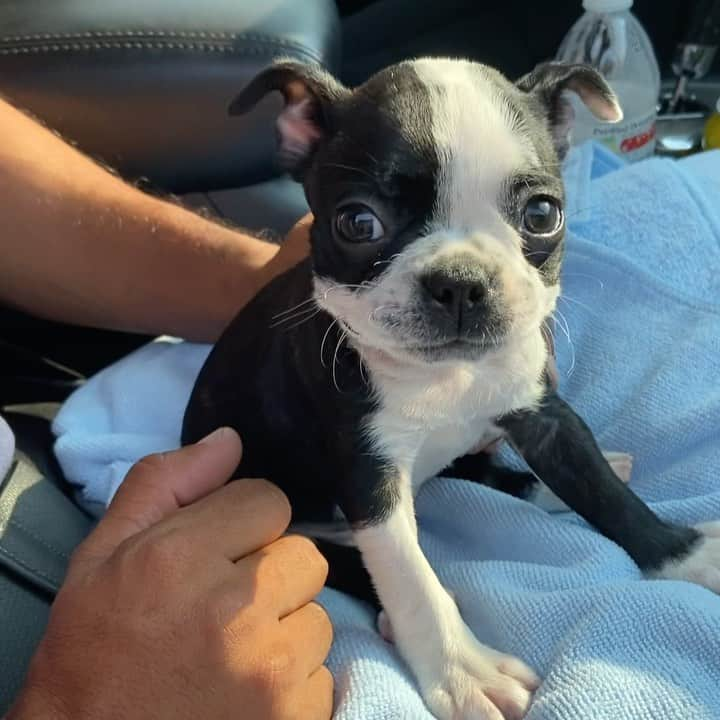 吉田沙織のインスタグラム：「Hello friends my name is Pepper🐶I’m 8 week Boston Terriers💛  はじめまして、ペッパーです🐶スペイン語読みだとペペルだから、好きに呼んでね。生後2ヶ月のボストンテリアだよ💛  #bostonterrierpuppy #bostonterrior #ボストンテリア #子犬」