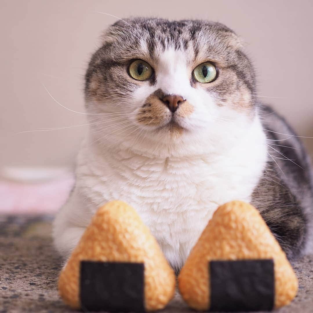 Hitomiのインスタグラム