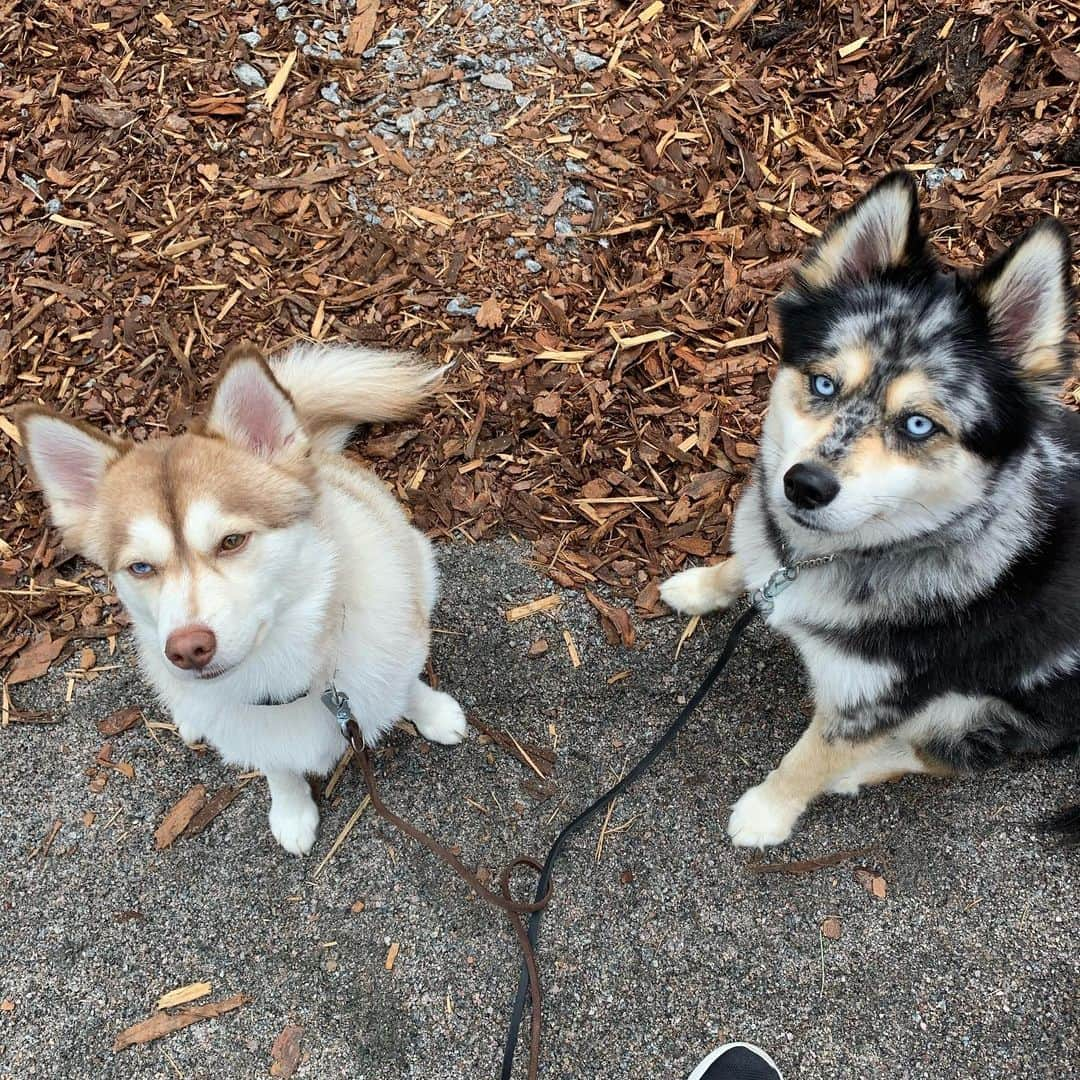 チャチー・ゴンザレスさんのインスタグラム写真 - (チャチー・ゴンザレスInstagram)「Better late than never...Happy #NationalDogDay to the goodest boys I know 😍 I love my furry boys. They have always been my best buds and now they are Sophia’s 😩😍 boys, I know you’ll never read this, but that you for being a constant joy in our lives. I will never get tired of y’all begging for everything I eat and will always love the aggressive kisses @t.rexthepom @bandit.thepom」8月27日 20時05分 - chachigonzales