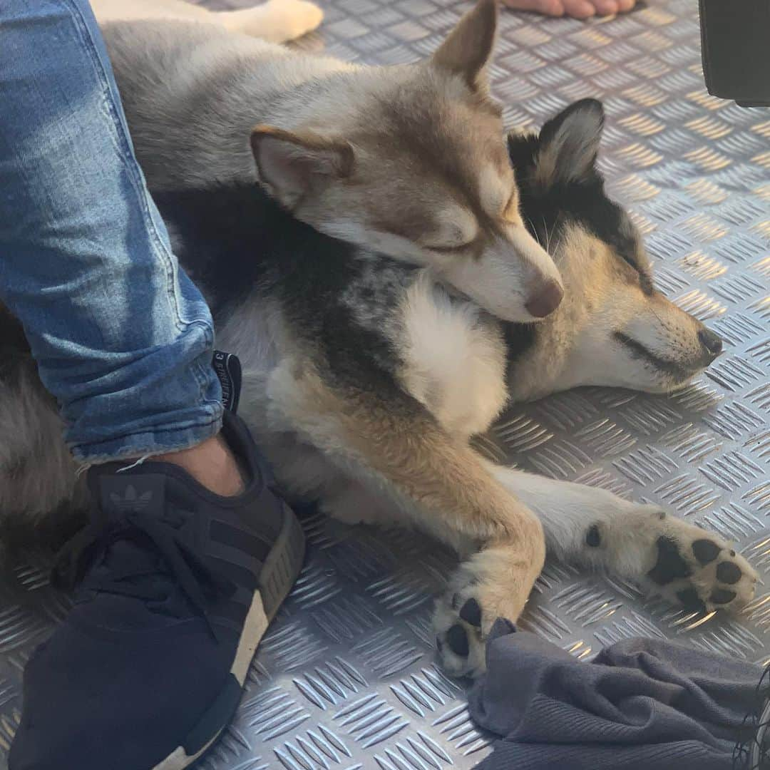 チャチー・ゴンザレスさんのインスタグラム写真 - (チャチー・ゴンザレスInstagram)「Better late than never...Happy #NationalDogDay to the goodest boys I know 😍 I love my furry boys. They have always been my best buds and now they are Sophia’s 😩😍 boys, I know you’ll never read this, but that you for being a constant joy in our lives. I will never get tired of y’all begging for everything I eat and will always love the aggressive kisses @t.rexthepom @bandit.thepom」8月27日 20時05分 - chachigonzales