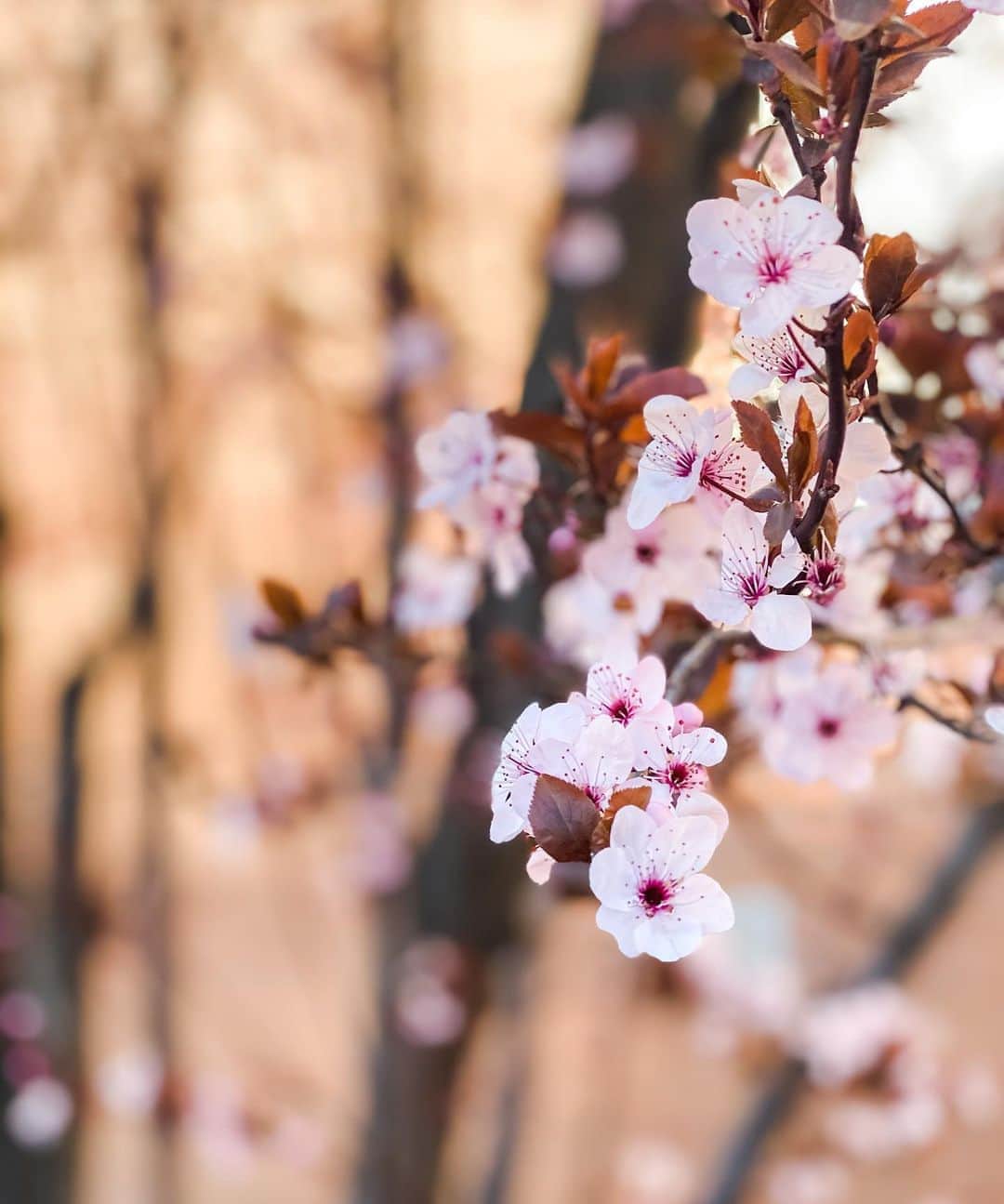 アン・カーティスのインスタグラム：「Well, hello Spring Blossoms 🌸」