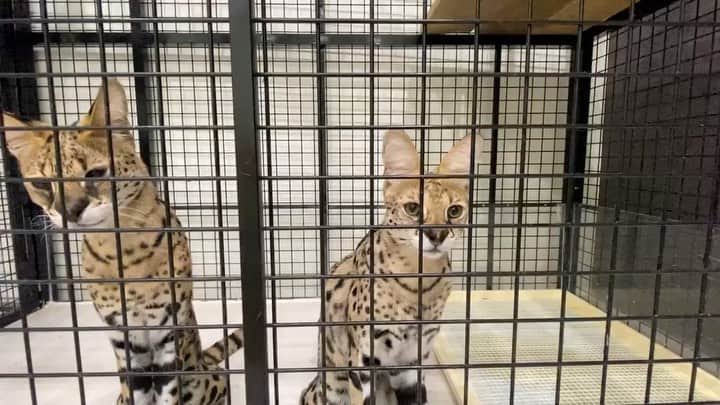 SKYtomoのインスタグラム：「鳴き声が猫ぽい。。  #サーバルキャット　#沖縄　#猫　#ねこ　#ネコ　#けものフレンズ　#ベンガルキャット　#特定動物　# Leptailurus serval」