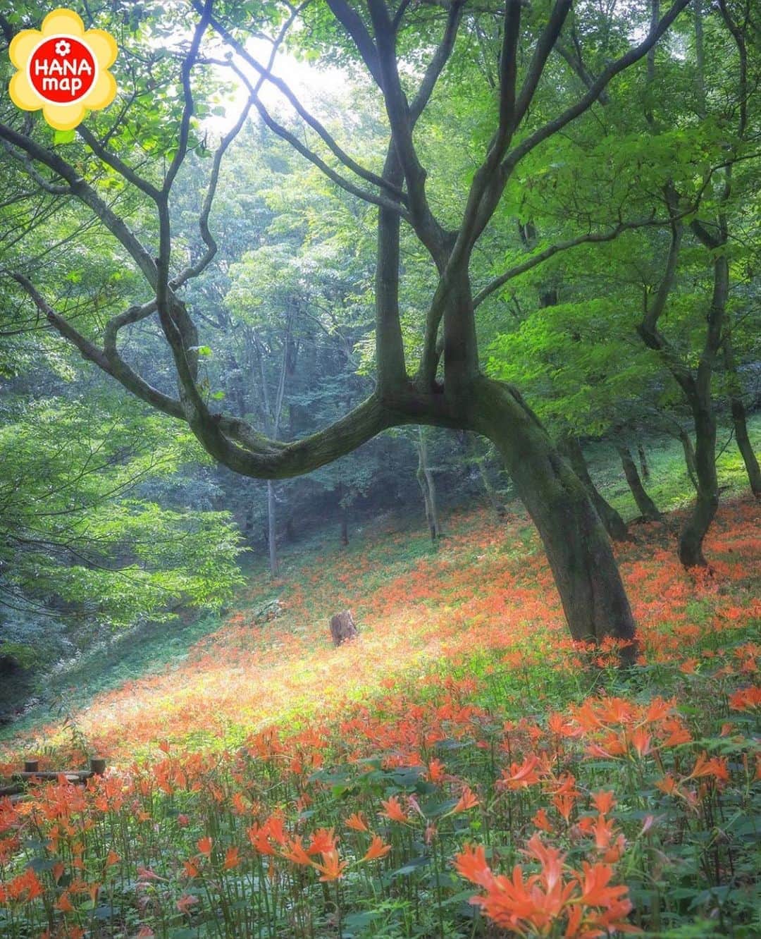 はなまっぷ❁日本の花風景のグルメインスタ