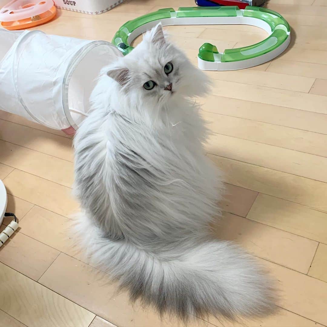 후추네큰언니のインスタグラム：「북실북실이  저기 아주 후추 놀이존인데...? 부럽다 후추야  . . . . . #후추  #고양이  #냥스타그램 #캣스타그램  #Hoochu #Hoochuthecat #cat #cats #catstagram #catsofinstagram #topcatphoto #bestmeow #ilovecat #cute #fluffy #petstagram #instacats」
