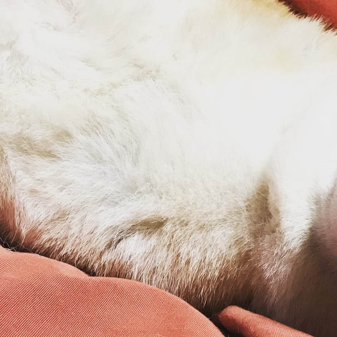 Hanamichi ＆ ℕㆁℜ〡ｋㆁ♡さんのインスタグラム写真 - (Hanamichi ＆ ℕㆁℜ〡ｋㆁ♡Instagram)「スワイプしてね(＾ｰ^)☆ （´-`）.｡oO💤 Try swiping please ★ ・ ・ #柴犬 #しばいぬ #子犬 #わんこ #dog #shiba #puppy #love #cute #swipable #shibainu #dogstagram #sleepydog  ・ ・」8月27日 17時07分 - nyoriri