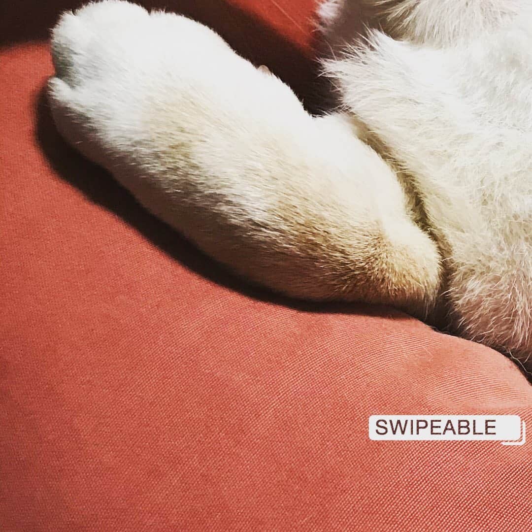 Hanamichi ＆ ℕㆁℜ〡ｋㆁ♡のインスタグラム：「スワイプしてね(＾ｰ^)☆ （´-`）.｡oO💤 Try swiping please ★ ・ ・ #柴犬 #しばいぬ #子犬 #わんこ #dog #shiba #puppy #love #cute #swipable #shibainu #dogstagram #sleepydog  ・ ・」