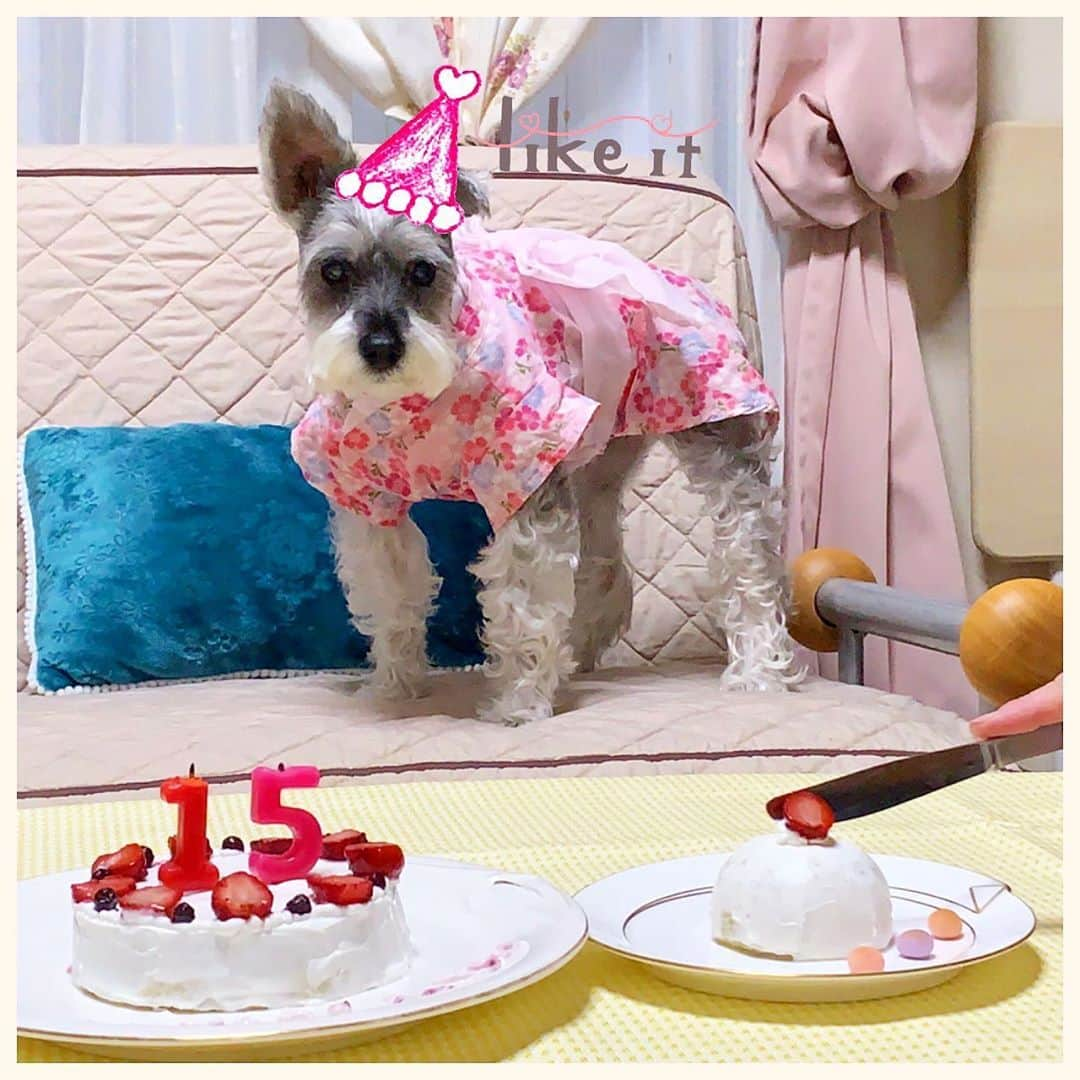 紀伊さつきさんのインスタグラム写真 - (紀伊さつきInstagram)「愛犬が15歳になりました🐶🎉  母作の犬用ケーキで 日曜日にお祝いしました🎂✨  ご飯食べたり食べなかったり 急に凶暴化したり甘えたり 最近マイペース化がますます激しいショコラさんですが。  そんなところも愛おしい。  これからも元気に長生きしてください😊  @keys_chocolat   ・ ・  #大好き   ・ ・  #愛犬の誕生日 #犬用ケーキ #手作りケーキ #浴衣犬 #犬の浴衣  #シニア犬 #シニア犬15歳 #愛犬 #犬　#わんこ #シュナウザー #ミニチュアシュナウザー  #犬のいる暮らし #シュナスタグラム #いぬすたぐらむ  #dog #doggo #doggy #schnauzer  #miniatureschnauzer #minischnauzer #pet #dogstagram #instadog #dogoftheday」8月27日 17時01分 - keysatsuki