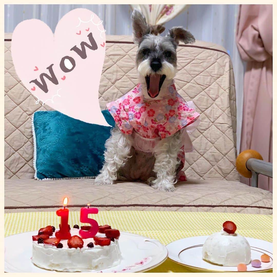 のインスタグラム：「愛犬が15歳になりました🐶🎉  母作の犬用ケーキで 日曜日にお祝いしました🎂✨  ご飯食べたり食べなかったり 急に凶暴化したり甘えたり 最近マイペース化がますます激しいショコラさんですが。  そんなところも愛おしい。  これからも元気に長生きしてください😊  @keys_chocolat   ・ ・  #大好き   ・ ・  #愛犬の誕生日 #犬用ケーキ #手作りケーキ #浴衣犬 #犬の浴衣  #シニア犬 #シニア犬15歳 #愛犬 #犬　#わんこ #シュナウザー #ミニチュアシュナウザー  #犬のいる暮らし #シュナスタグラム #いぬすたぐらむ  #dog #doggo #doggy #schnauzer  #miniatureschnauzer #minischnauzer #pet #dogstagram #instadog #dogoftheday」