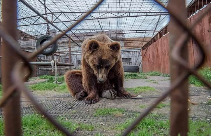 安藤志穂美さんのインスタグラム写真 - (安藤志穂美Instagram)「動物園、水族館は本当に必要？﻿ ﻿ 必要だと思うその理由は？﻿ ﻿ ﻿ この状況を人間に置き換えて早く言ってしまえば、﻿ そこにいる動物や魚は、﻿ 私たちが他人の子供を勝手に誘拐してきて、﻿ そして監禁しているという事。﻿ ﻿ 人間なら犯罪級。死刑級に値する事もある。﻿ ﻿ ﻿ 子供を連れて行く親もいるだろうし、﻿ デートで行くカップルもいるだろうけど、﻿ ﻿ 檻の中で自由を奪われた動物や魚たちの姿を見て、それがいったいどんな教育になるの？﻿ ﻿ 熊を動物園で見たとして、実際熊に遭遇したら何か対処できる方法でも学べる？﻿ ﻿ 動物自体を見たいなら図鑑で良くない？﻿ ﻿ どうせ教えるなら、本来のあるべき姿を教えるべきだし、その場所まで見に行ったら？と思う。﻿ ﻿ どちらかというと、﻿ なぜ彼らが檻の中にいるのか、どのように連れてこられたのか、﻿ そして彼らは最後どこに行くのか、彼らの家族はどこなのか、﻿ ﻿ 真実を教えるべきなんじゃない？﻿ ﻿ 弱いものいじめ、暴力、虐待、相手を虐げる事、殺傷。﻿ ﻿ 子供にこれ全部悪いことだと教育で教えるのなら、﻿ 矛盾なく全部ちゃんと教えないと！﻿ 何のための教育？﻿ ﻿ そうやって道徳心って学んで、伝えて行くものじゃないの？﻿ ﻿ 大人の道徳心とは？﻿ 子供の方が道徳心は持ってる。﻿ ﻿ 大人になるに連れて分からなくなっていくのかな？  #動物虐待 #動物虐待反対  #animalrights  #動物園 #水族館 #教育 #道徳心 #animal #誘拐 #監禁 #犯罪 #vegan #vegetarian #解放 #自由 #zoo #aquarium」8月27日 17時03分 - shiomi_ando