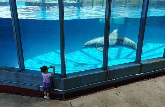 安藤志穂美さんのインスタグラム写真 - (安藤志穂美Instagram)「動物園、水族館は本当に必要？﻿ ﻿ 必要だと思うその理由は？﻿ ﻿ ﻿ この状況を人間に置き換えて早く言ってしまえば、﻿ そこにいる動物や魚は、﻿ 私たちが他人の子供を勝手に誘拐してきて、﻿ そして監禁しているという事。﻿ ﻿ 人間なら犯罪級。死刑級に値する事もある。﻿ ﻿ ﻿ 子供を連れて行く親もいるだろうし、﻿ デートで行くカップルもいるだろうけど、﻿ ﻿ 檻の中で自由を奪われた動物や魚たちの姿を見て、それがいったいどんな教育になるの？﻿ ﻿ 熊を動物園で見たとして、実際熊に遭遇したら何か対処できる方法でも学べる？﻿ ﻿ 動物自体を見たいなら図鑑で良くない？﻿ ﻿ どうせ教えるなら、本来のあるべき姿を教えるべきだし、その場所まで見に行ったら？と思う。﻿ ﻿ どちらかというと、﻿ なぜ彼らが檻の中にいるのか、どのように連れてこられたのか、﻿ そして彼らは最後どこに行くのか、彼らの家族はどこなのか、﻿ ﻿ 真実を教えるべきなんじゃない？﻿ ﻿ 弱いものいじめ、暴力、虐待、相手を虐げる事、殺傷。﻿ ﻿ 子供にこれ全部悪いことだと教育で教えるのなら、﻿ 矛盾なく全部ちゃんと教えないと！﻿ 何のための教育？﻿ ﻿ そうやって道徳心って学んで、伝えて行くものじゃないの？﻿ ﻿ 大人の道徳心とは？﻿ 子供の方が道徳心は持ってる。﻿ ﻿ 大人になるに連れて分からなくなっていくのかな？  #動物虐待 #動物虐待反対  #animalrights  #動物園 #水族館 #教育 #道徳心 #animal #誘拐 #監禁 #犯罪 #vegan #vegetarian #解放 #自由 #zoo #aquarium」8月27日 17時03分 - shiomi_ando