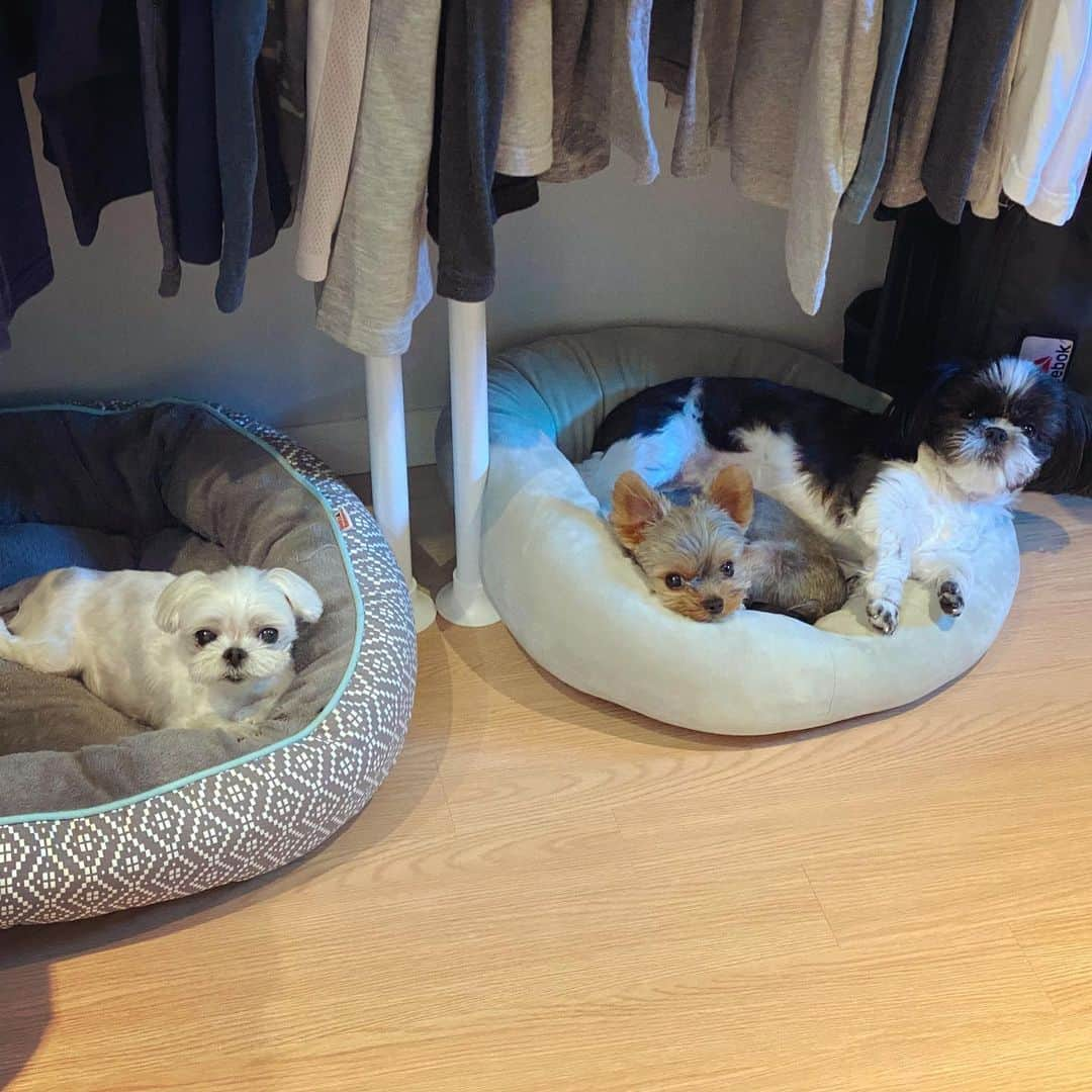 ブライアンさんのインスタグラム写真 - (ブライアンInstagram)「Happy International Dog Day! I know it’s August 27th, here in Korea, but it’s still the 26th in other parts of the world😜 These 3 rascals are my life:) #internationaldogday #nationaldogday #dogsofinstagram #mansbestfriend #womansbestfriend #dogsaremylife #thejoocrew #maltese #yorkie #yorkshireterrier #shihtzu」8月27日 17時25分 - thebrianjoo