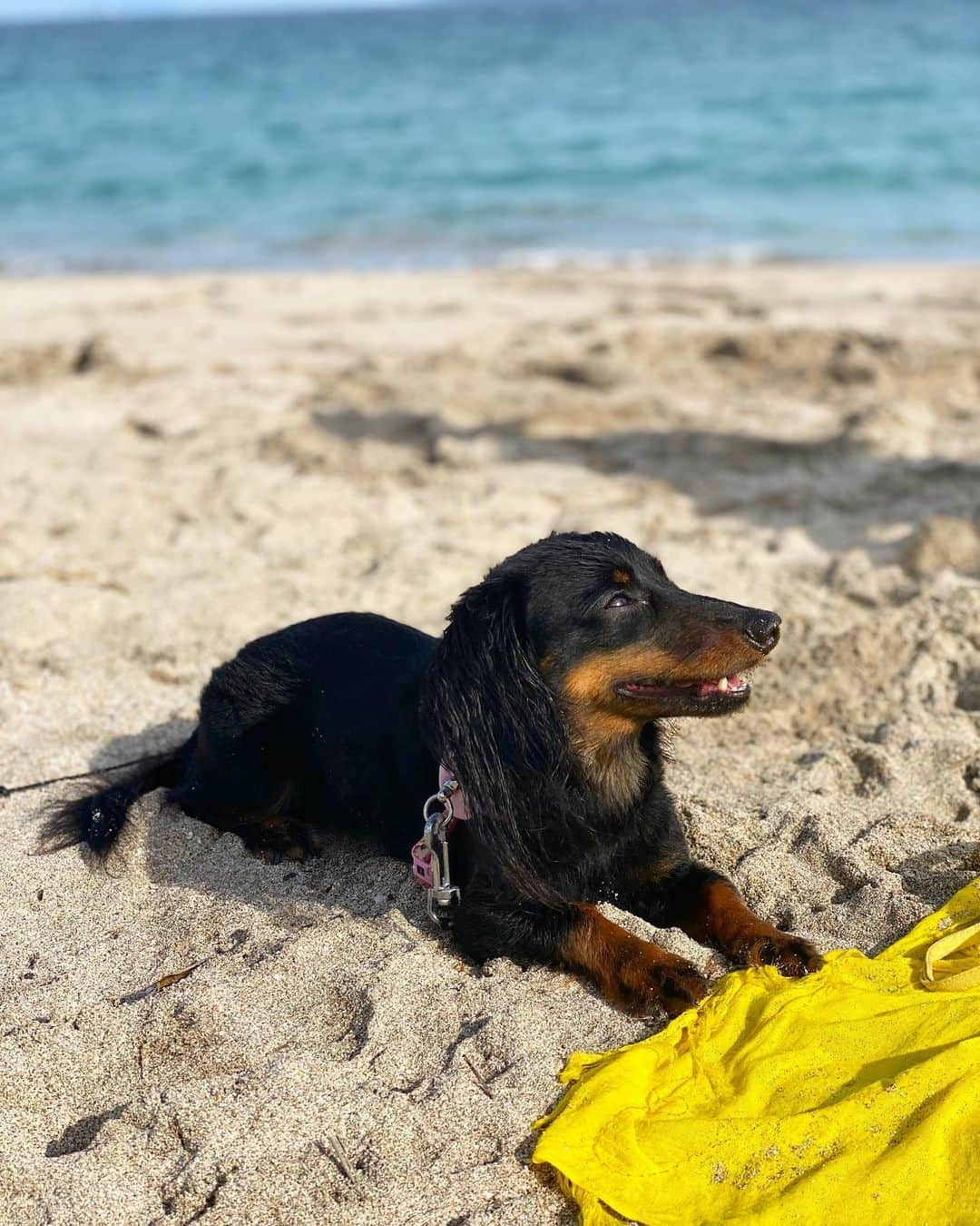 タヤネのインスタグラム：「Pepita🐾  ペッパーちゃんは海に入るのあんまり好きじゃないんだけど、砂にいるのが好き🏖  #pepper #miniaturedachshund #sausagedog #salsicha #doglover #beach #summer #dogsofinstagram #vitaminsea #ダックス」