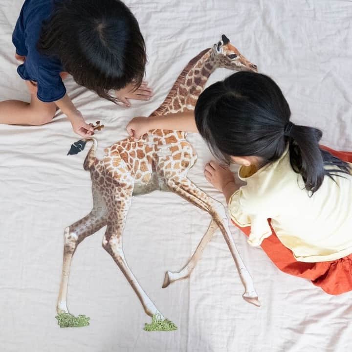 のインスタグラム：「＼9月上旬発売！／ Madd Capp Puzzlesのリアルすぎる動物型パズル！ 動物のお肌の色や模様など、じっくり観察していると発見がいっぱい。完成させると今にも動きだしそうなリアルさです！ . 先行してMadd Capp Puzzlesで遊んでいただいた方の写真とコメントをご紹介！ 画像1～3枚目は @moo81516 さん、4～6枚目は @0190ohihs さんのお写真です♪ . -------------------- 11つ1つのピースは大きいけれど、柄が似てるので最初はなかなか難しい😳どこだーどれだーっと私も手伝いながら夢中になってパズル時間🧩  完成して、のりでくっつけたらおっきーい😳‼️ 立体的で大迫力👍すごくリアルで子供たちも大喜びでした🦒💓 （ @moo81516  さん） -------------------- . -------------------- 大きくて動物の形になっていくパズル 子供はもちろん大人でもワクワクしたよ。プレゼントとかにもいいよね♡ （ @0190ohihs  さん） -------------------- . 100ピースですが300ピースに負けない難易度。 家族総出で夢中になっちゃいましょう！ . DADWAYオンラインショップで予約受付中です♪ . #dadway #ダッドウェイ #maddcapppuzzles #マッドキャップパズル #puzzle #パズル #アニマルビッグパズル #ジグソーパズル #動物 #アニマル #animal #動物好き #キリン#おうち時間 #おうちじかん #おうち遊び #おうちあそび #室内遊び #子供と遊ぶ #男の子ママ #女の子ママ #子どもいる生活 #子どものいる暮らし　#休みの日の過ごし方 #雨の日の過ごし方」