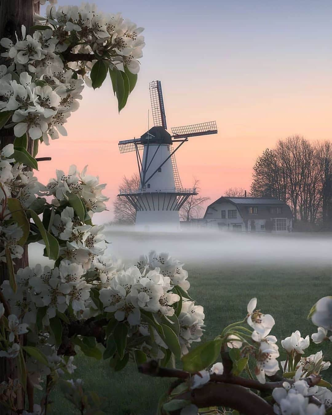 Canon Photographyさんのインスタグラム写真 - (Canon PhotographyInstagram)「A stunning sunrise in the Netherlands! Photography // @gijs.de.reijke Curated by @steffeneisenacher  #netherlands #holland #windmill #fog #blossom #sunrisephotography」8月27日 17時44分 - cpcollectives