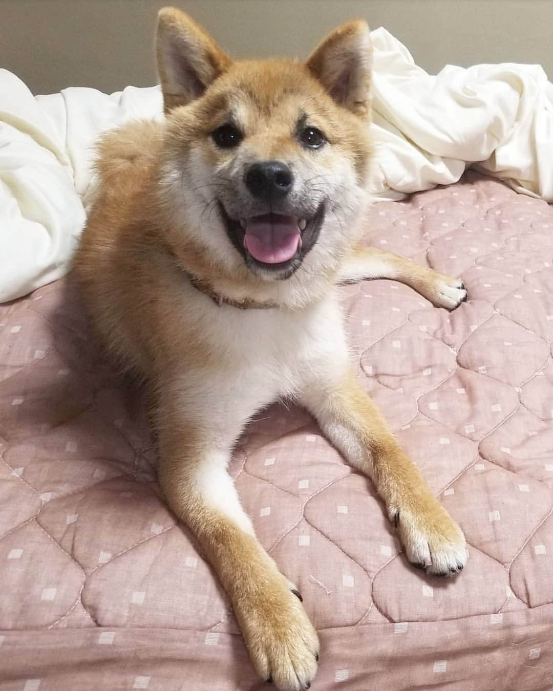 柴犬たま Shibainu Tamaのインスタグラム