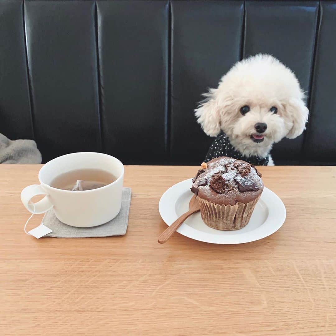 mizuのインスタグラム：「友達が持ってきてくれたマフィンと無印の小豆茶でおやつ。美味しい♡ . ②ひょこひょこひょこっとスタンバイ•ᴥ• おやつ置いて写真撮ろうとすると、何も言わなくても定位置へ。 もういいよ？って言ってもずっといてくれます　笑 ご褒美目当てなのはわかってるので、この後たっぷりあげました☺︎」