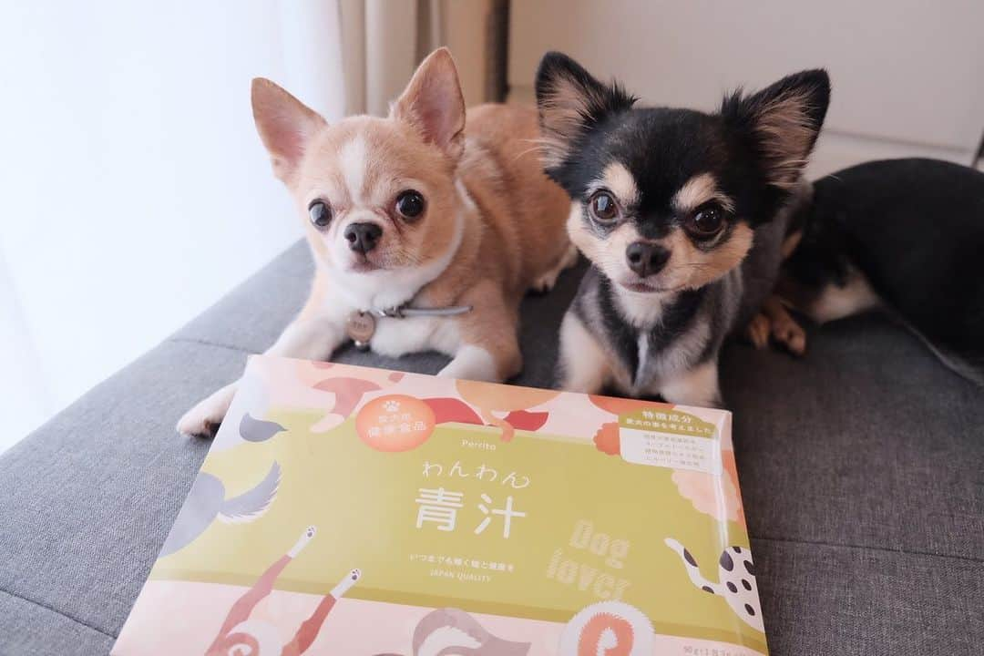 maika_kikitoyjijiさんのインスタグラム写真 - (maika_kikitoyjijiInstagram)「. Toy& @perrito11_official  . ペリートさんの「#わんわん青汁 」を お試しさせて頂いてます🙋🏻‍♀️💕 . ○オリゴ糖の効能により、 腸内環境を整えることで、 便の調子が良くなり便臭も軽減。 ○不足しがちな 「ミネラルやビタミン」などの 栄養バランス整える。 ○ビルベリーに含まれる アントシアニンにより、 目の健康維持や白内障の予防。 . まずはヨーグルトに混ぜてみました!! そりゃそりゃガッつきましたとも♡ . 次はドライフードにもかけてみます🙋🏻‍♀️ . . #犬と子供 #子供と犬 #chihuahua #dog #チワワ #犬 #치와와 #weeklyfluff #ふわもこ部 #IGersJP #dogstagram #chihuahuaoftheday #pr #tokyocameraclub #東京カメラ部 #犬バカ部 #whim_fluffy #dog_features #dogsofinstagram #いぬすたぐらむ #犬のいる生活 #犬のいる暮らし」8月27日 18時26分 - maika_kikitoyjiji