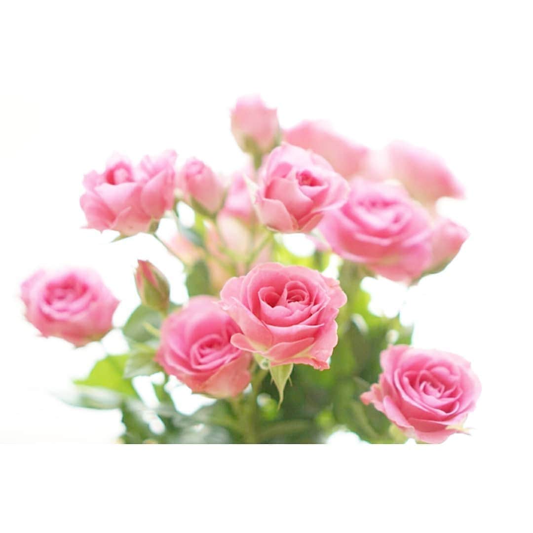 清水のぶよさんのインスタグラム写真 - (清水のぶよInstagram)「, 夏はお部屋のお花の入替え頻度が上がりますね。 まだまだ残暑が厳しいですが みなさん、お身体ご自愛くださいね。 , #花 #花の写真 #花が好きな人と繋がりたい  #バラ #薔薇」8月27日 18時23分 - meika_shimizu