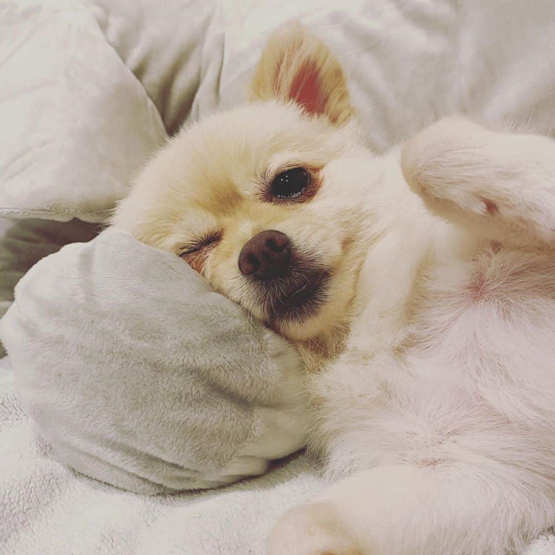 飛鳥凛のインスタグラム：「UFOキャッチャーで取れたぬいぐるみ気に入ってくれて🧸ずーっと一緒にいてくれてる🥺かわいい  #チワポメ #ゆーふぉーきゃっちゃー #ぬいぐるみ」