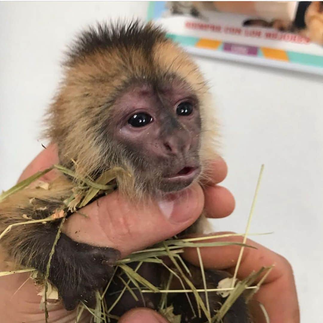 Black Jaguar-White Tiger さんのインスタグラム写真 - (Black Jaguar-White Tiger Instagram)「Capuchin Monkey born that  morning. I don’t have the Story except that it was taken to @magomezgarza for a check up :) #CapuchinMonkey」8月28日 3時53分 - blackjaguarwhitetiger
