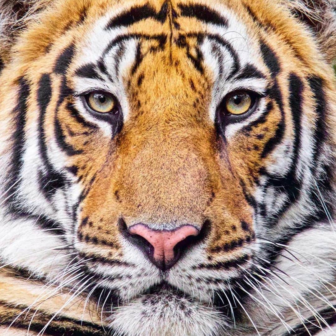 ステファノ・ソレンティーノのインスタグラム：「Chi osa, vince. #occhidellatigre🐯」