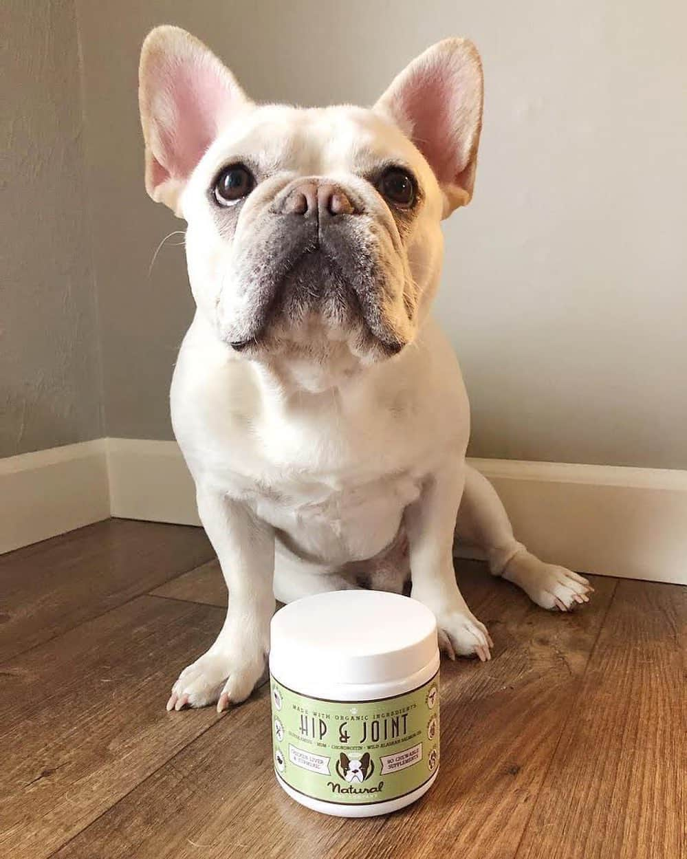 Regeneratti&Oliveira Kennelさんのインスタグラム写真 - (Regeneratti&Oliveira KennelInstagram)「We can’t stop our dogs from growing old, but we can help them do it as gracefully and pain-free as possible. #HipAndJoint supplements from @NaturalDogCompany are perfect for dogs of all ages, as both a preventative to keep dogs’ joints strong, and a supplement that provides joint support and relief for mature pups. These vet-approved chews are made of a powerful blend of anti-inflammatory, joint-supporting, and natural ingredients. . ⭐ SAVE 20% off @naturaldogcompany with code JMARCOZ at NaturalDog.com  worldwide shipping  ad 📷: @kingstonfrenchie . . . . . . #frenchiepetsupply #frenchiesofinsta #pugsofinsta #frenchbulldog #frenchiesofinstagram #pug #frenchies #reversibleharness #frenchiehoodie #thedodo #frenchieharness #dogclothes #dogharness #frenchiegram #dogsbeingbasic #frenchieoftheday #instafrenchie #bulldogs #dogstagram #frenchievideo #cutepetclub #bestwoof #frenchies1 #ruffpost #bostonterrier #bostonsofig #animalonearth #dog」8月28日 4時42分 - jmarcoz