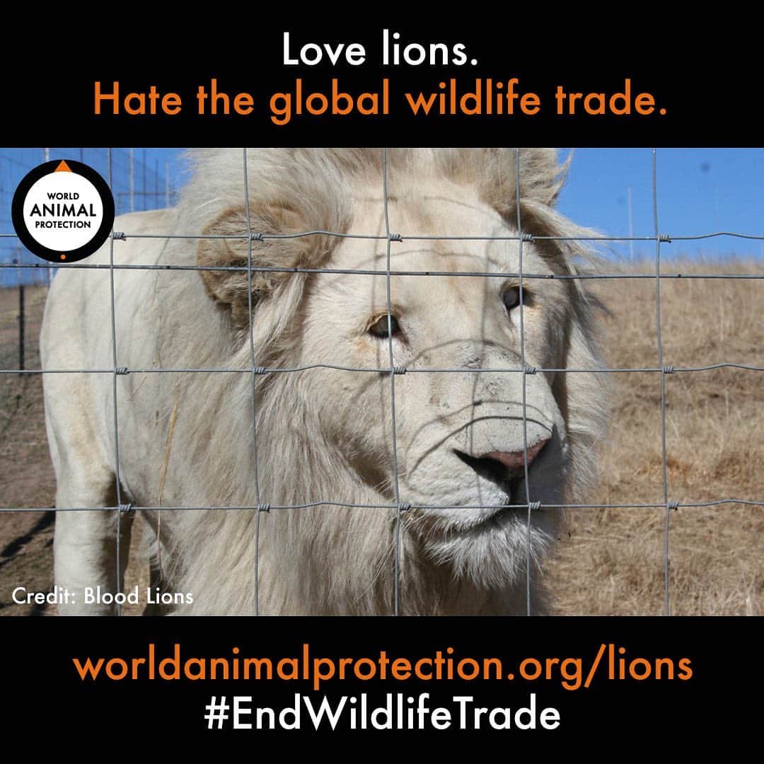 イヴァナ・リンチのインスタグラム：「This video damn near broke my heart this morning (second slide) 😓😪⁣ My friends at @world_animal_protection_uk are doing everything they can to end the exploitation of wild animals, including these beautiful lions, and they’ve reached 500,00 signatures. Their goal is 1 million signatures by November. 📝 Please add your name to the petition calling for #G20 to end the global wildlife trade forever. Link in bio.⁣ ⁣ As I watched this video I couldn’t help but think how bitterly ironic it is that we’ve just come out of Leo season where the spirit of the lion is revered and celebrated for being fierce, regal, proud, bold. ❤️ We talk about channelling their spirits and tapping into our inner lioness and we take strength from the image of these majestic beings as kings and queens of the animal kingdom...but the reality for many lions is they couldn’t be more vulnerable and helpless, locked in tiny cages suffering from disease and malnutrition as they await a worser fate. Their spirits may be regal, but these animals depend on us to protect them from human exploitation. ⁣ ⁣ Right now, lions are being marketed globally for their bones. Pink lion bone used for jewellery is rare and expensive; it’s said that it’s only possible to achieve this colour when lions are deboned alive 😖😖😓 During the pandemic lions have been traded for their bones to be used in traditional medicine believed in ignorance to help protect against the virus. Just two of the many atrocities faced by lions and other big cats caught up in the global wildlife trade today.⁣ ⁣ I know with videos and stories like this it’s easy to get angry and rant about how cruel humans are - I do it too. I think that’s just deflecting blame and responsibility though. Humans are also kind, resourceful and motivated to do good too. Be one of those humans. Please add your name to the petition! Thank you 🙏🏻⁣ ⁣ (If you’ve already signed the petition when I posted it before - I love you! You can still help by sharing the petition link and asking friends and followers to sign.)⁣ ⁣ #EndWildlifeTrade #WorldAnimalProtection」
