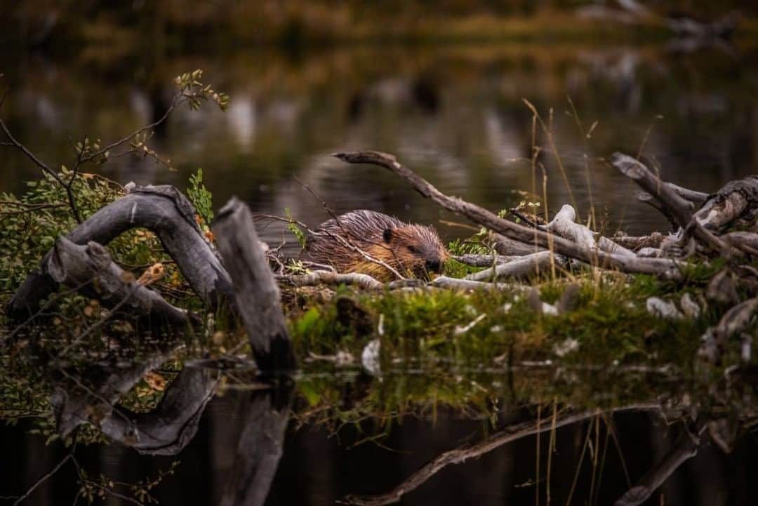 National Geographic Travelさんのインスタグラム写真 - (National Geographic TravelInstagram)「Photo by Luján Agusti @lujanag  A beaver works on the construction of its dam in the area of Tierra Mayor Valley. Beavers were brought to Tierra del Fuego, Argentina, in the mid-20th century, imported from Canada for the manufacturing of leather coats. It is believed that there are currently more beavers than humans living on the island.」8月27日 21時07分 - natgeotravel