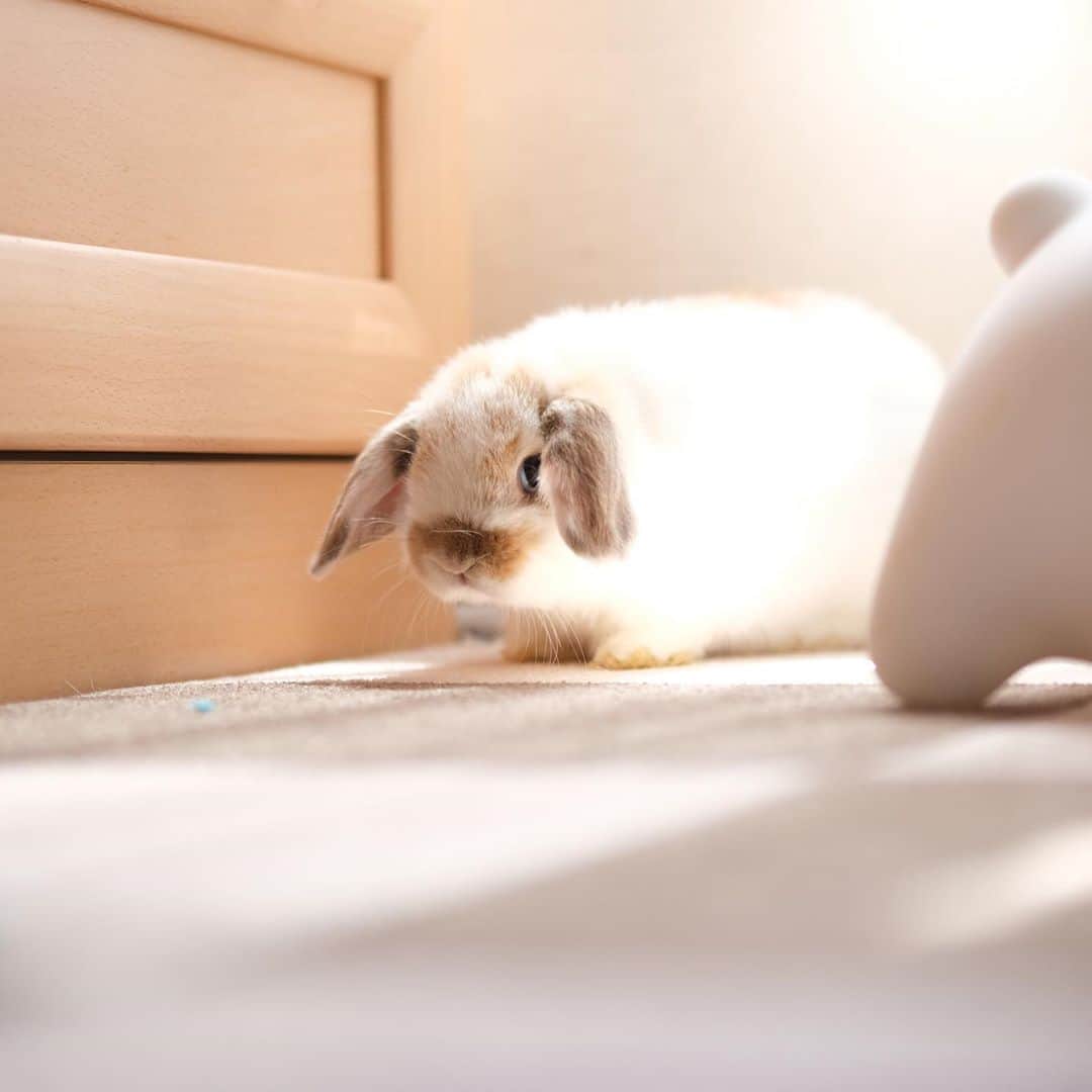 のインスタグラム：「冷凍庫に大事に入れてたアイスを誰かに食べられた時のママの顔真似だにょ🐶 ＊ ＊ ＊ #うらめしや #うさぎ #rabbit #bunny #ふわもこ部  #WeeklyFluff #igersjp  #tokyocameraclub #東京カメラ部  #神戸カメラ部  #bunnystagram  #うさぎ部 #ホーランドロップ #hollandlop  #ファインダー越しの私の世界 #art_of_japan #myfujilove  #今日もx日和」