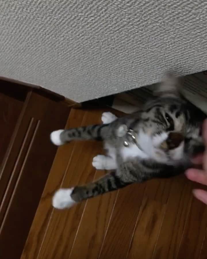 takegaeruのインスタグラム：「過去動画 朝のおしゃべりてんちゃん😸  #猫 #cat #よもねこ #よもぎねこ #キジトラ #きじとら」