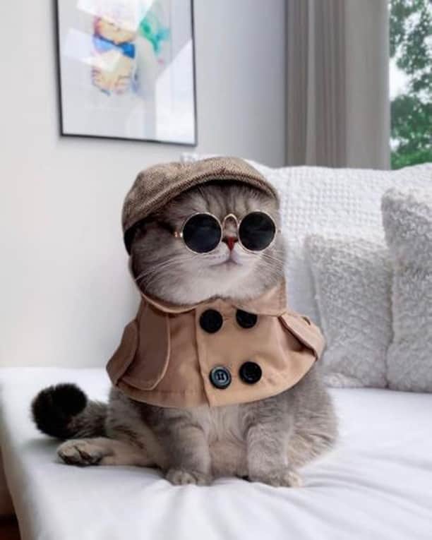 のインスタグラム：「Purrlock Holmes⠀ ⠀ 📷@a_street_cat_named_benson⠀ ⠀ #meoewed #astreetcatnamedbenson #rescuedcat #rescue #adoptdontshop #fashion」