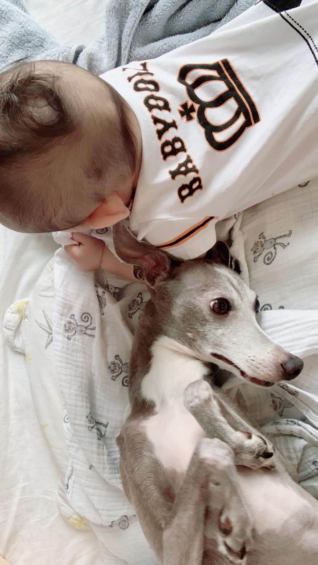 のインスタグラム：「* ***** Thank you big bro Howl🐶❤️ ***** 今日も仲良し👶🐶 ありがとう😊 ***** #イタグレ#イタリアングレーハウンド#italiangreyhound#dogstagram#イタグレとの暮らし#iggysofinstagram#iggygram #iggylove#iggylife#犬のいる暮らし#イタグレ服#iggysoftheworld #iggysofinstagram #dogsofig #dogsofinstagram #犬好きな人と繋がりたい#おんせん県おおいた#新米ママ#生後6ヶ月#6ヶ月baby#6ヶ月ベビー#ベビスタグラム#babyanddog」