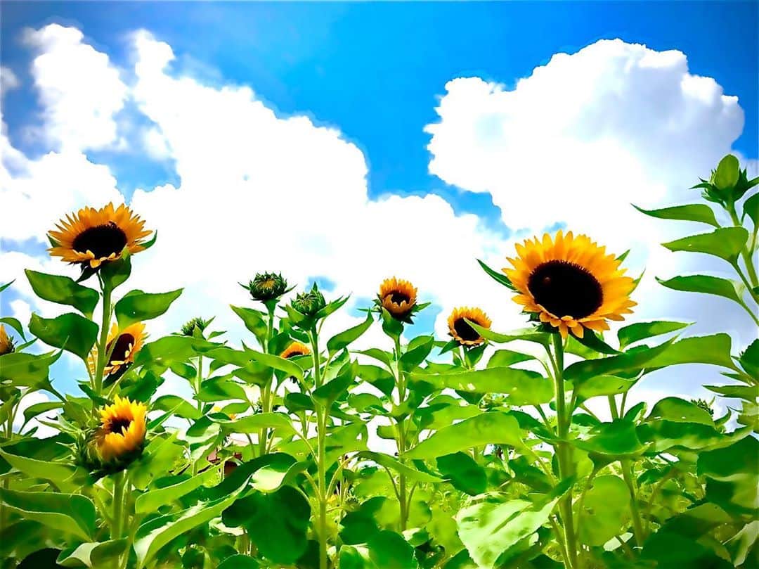 のインスタグラム：「#向日葵　#himawari  #flowers  #yello  #sunnyday #hot #あおいカメラマン　#mypic  #pic #picturegram #follow  #sexy #girlspic   Opponent is a mirror  "Iron Mental" Want to become strong」