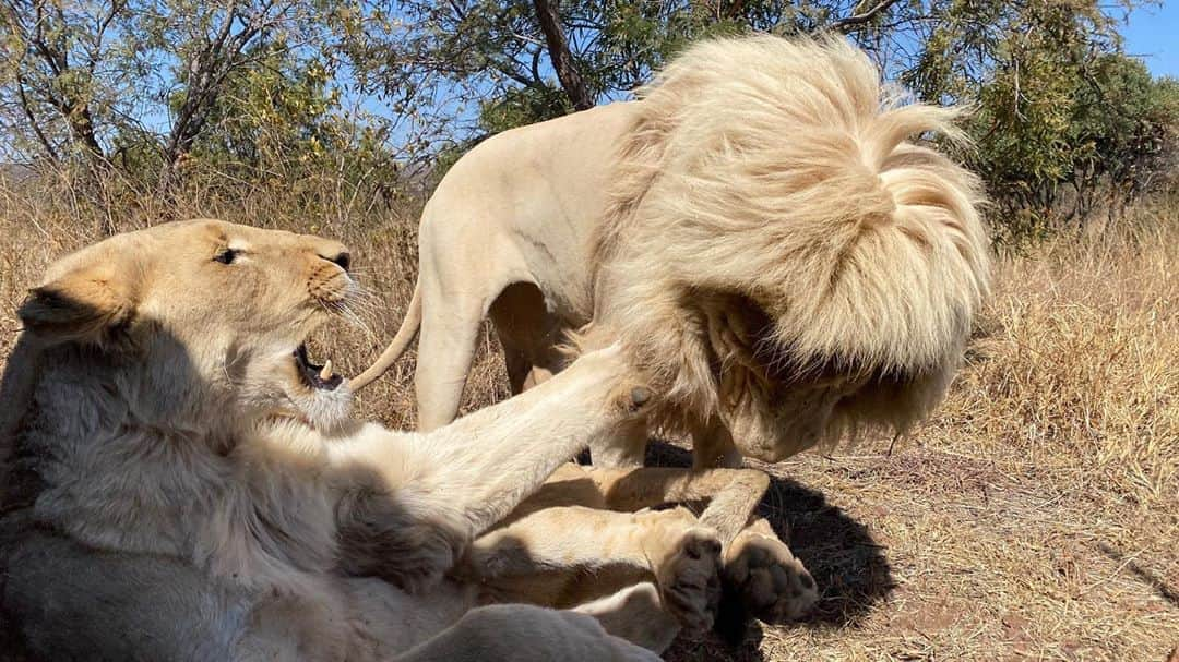 Kevin Richardson LionWhisperer さんのインスタグラム写真 - (Kevin Richardson LionWhisperer Instagram)「Do not mess with the girls or you’ll get a bitch slap! Thor quickly got a clear message that sniffing private parts is not going to tolerated around these parts. 😅」8月27日 22時54分 - lionwhisperersa