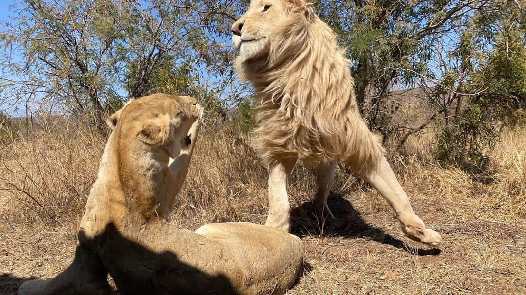 Kevin Richardson LionWhisperer さんのインスタグラム写真 - (Kevin Richardson LionWhisperer Instagram)「Do not mess with the girls or you’ll get a bitch slap! Thor quickly got a clear message that sniffing private parts is not going to tolerated around these parts. 😅」8月27日 22時54分 - lionwhisperersa