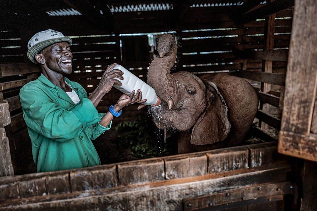 ライカさんのインスタグラム写真 - (ライカInstagram)「LFI Gallery - Picture of the Week 'The Men in the Green Jackets' by Justin Mott (@askmott)  How can you not laugh when feeding a baby elephant a bottle bigger than your head? The latest chapter of Justin Mott's project, 'Kindred Guardians,' focuses on the elephant caretakers at the Sheldrick Wildlife Trust's orphaned elephant project in Nairobi, Kenya.  Gear: #LeicaQ; Summilux 28 f/1.7 Asph  #LeicaCamera #Leica #🔴📷 #LeicaGram #lfigallery #theleicalook」8月27日 23時00分 - leica_camera
