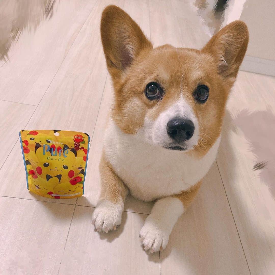 のインスタグラム：「🐝﻿ 世界で1番カワイイうめです﻿ ﻿ このグミ発売された時も﻿ ｢ないないない｣ってママちゃんと﻿ LINEしてて、｢見つけたァー！！！｣﻿ ってママちゃんが探し回って、﻿ 見つけてくれた 🐶ありがとすき🐶﻿ ﻿ ﻿ それ以外にもポケモンの見つけると﻿ いつも愛花の為に買っててくれる⛈﻿ ﻿ 優しすぎて愛おしい🐝🍯﻿  #ポケモン #ポケモングミ  #ピカチュウ #黄色  #犬 #コーギー  #コーギーのいる暮らし  #犬のいる暮らし  #うめちゃん笑ってくれへんかった」