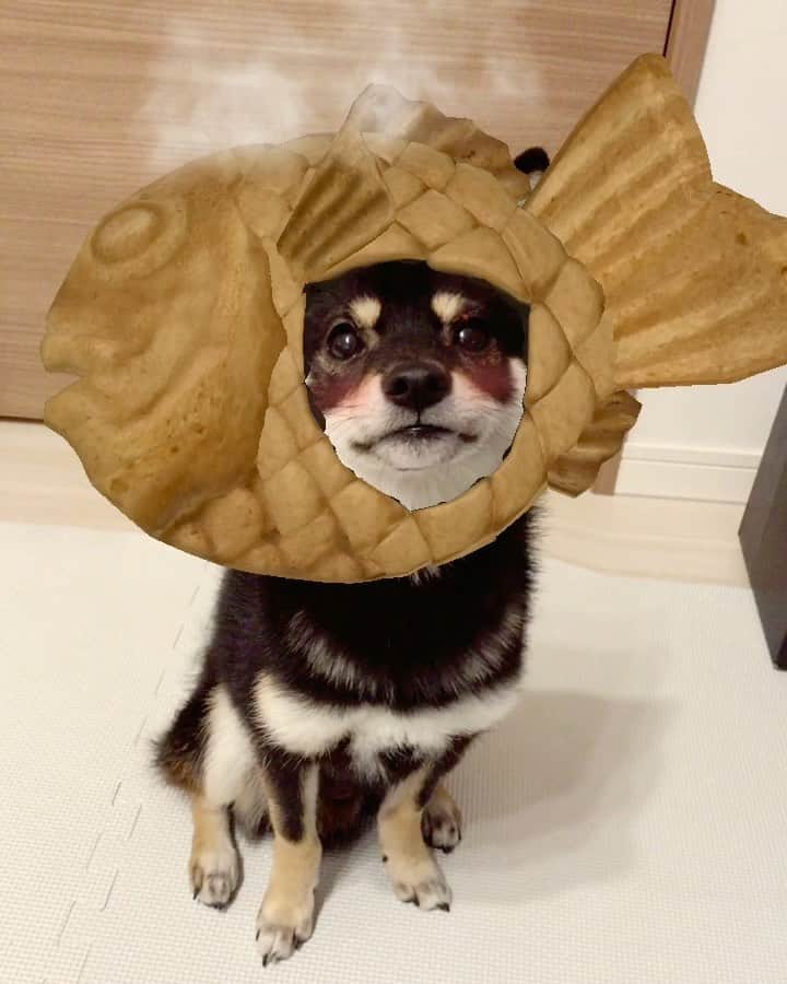 まめ丸のインスタグラム：「* * たい焼きいかがですかー🐶💓 * * #あんこいっぱいつまってますよ #むしろとびだしちゃってます #snowまめ丸 * #柴犬#豆柴#柴#黒柴#犬#しばいぬ#shiba#shibainu#shibastagram#shibadog#ig_japan#ig_dogphoto#puppy#instadog#dogstagram#dog#petstagram#pet#강아지#dailyfluff#weeklyfluff#いぬのきもち#いぬのきもち」