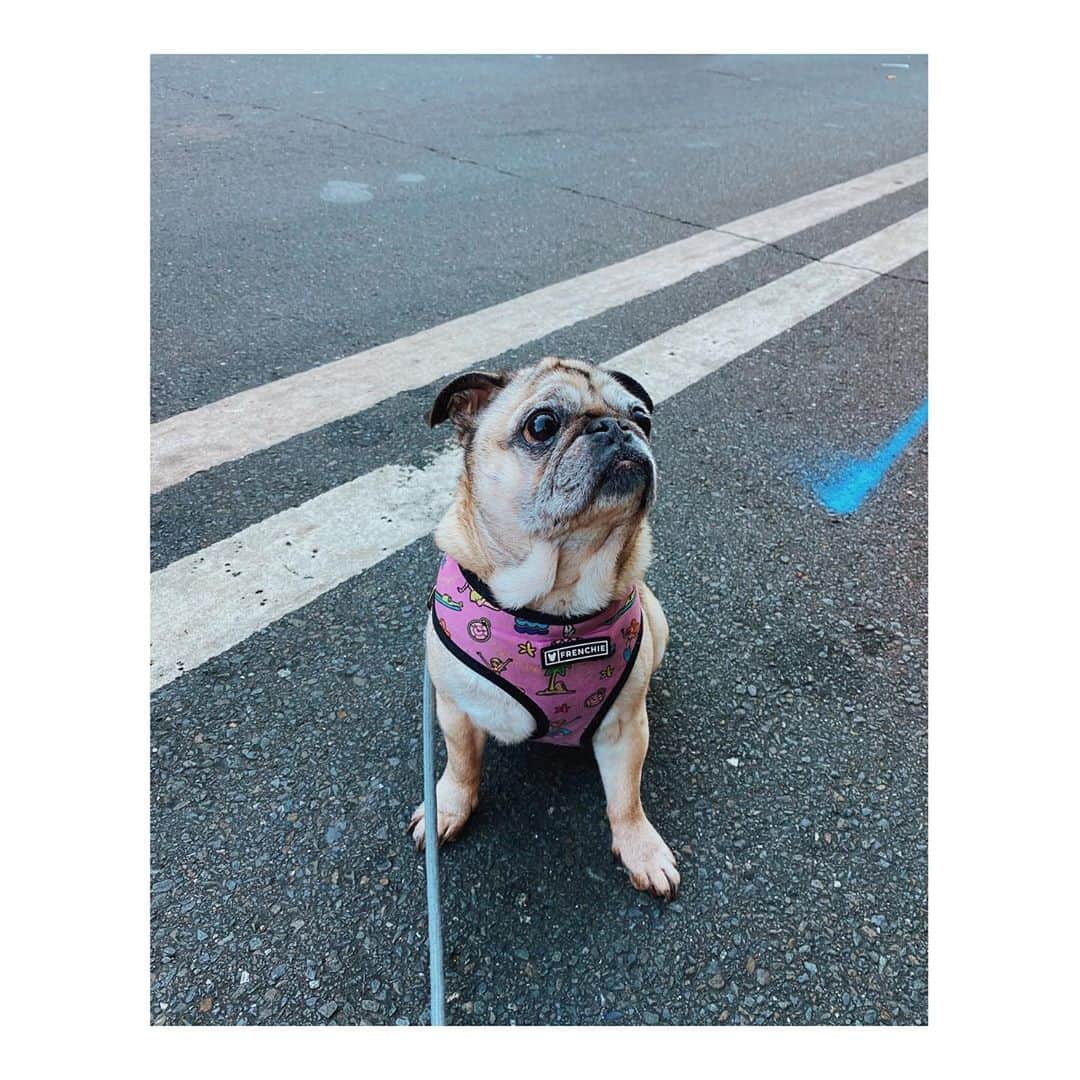 のインスタグラム：「Always hopeful someone will give her a lil snack  . . . . #DailyPug #LeicaHarrietPancakes #Pug #pugsofinstagram」