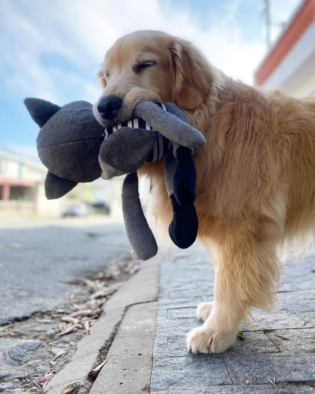 Bobさんのインスタグラム写真 - (BobInstagram)「Quem aí sempre sai de olhos fechados nas fotos?! 😑😆  . . . #pets #photooftheday #petsofinstagram #instagrammers #instagram #instadaily #vejasp #goldenretriever #goldenretrievers #goldenretrieversofinstagram #dogs #dogstyle #dogoftheday #dogsofinstagram #saopaulo #gudfriends #photography」8月28日 0時09分 - bob_marley_goldenretriever