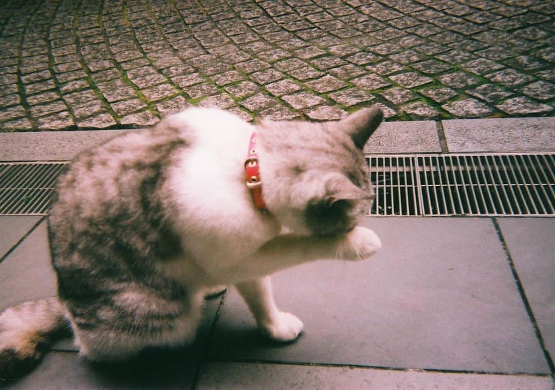 小橋 みなみのインスタグラム：「#写ルンです #fujifilm」