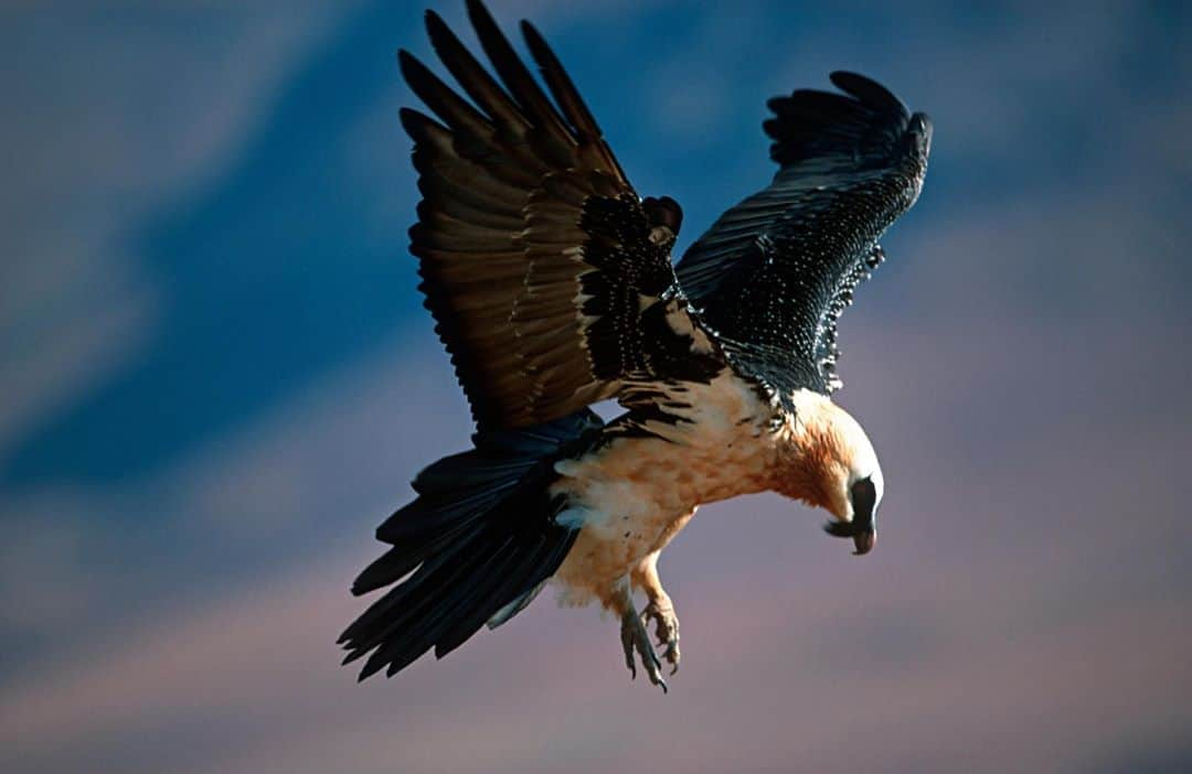 アニマルプラネットさんのインスタグラム写真 - (アニマルプラネットInstagram)「The bearded vulture, also known as the lammergeier, has a diet unlike any other, with 70% to 90% of it consisting of bone. Whenever it comes across one to eat that may be too large or hard, the bearded vulture will drop the bone from a high distance to get it to break. . . . . . . #beardedvulture #vulture #birdofprey #raptor #bird #animalplanet #pictureoftheday #photooftheday」8月28日 1時00分 - animalplanet