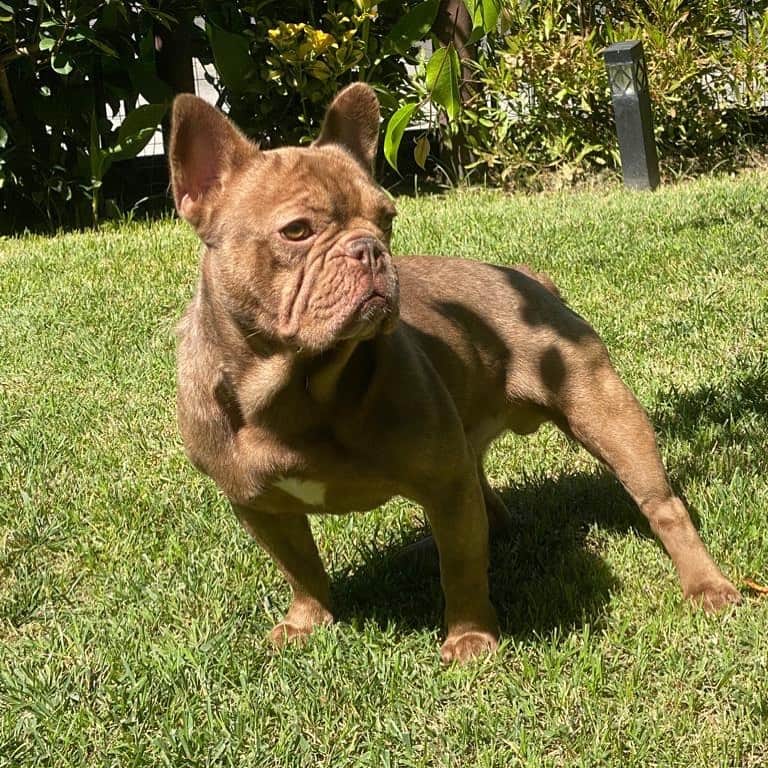 Oprahnbooのインスタグラム：「John.  #isabella #male #dogsofinstagram #doglife #doglovers #dogs #frenchbulldog #tag #share」